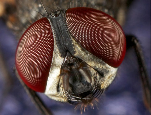 housefly eye